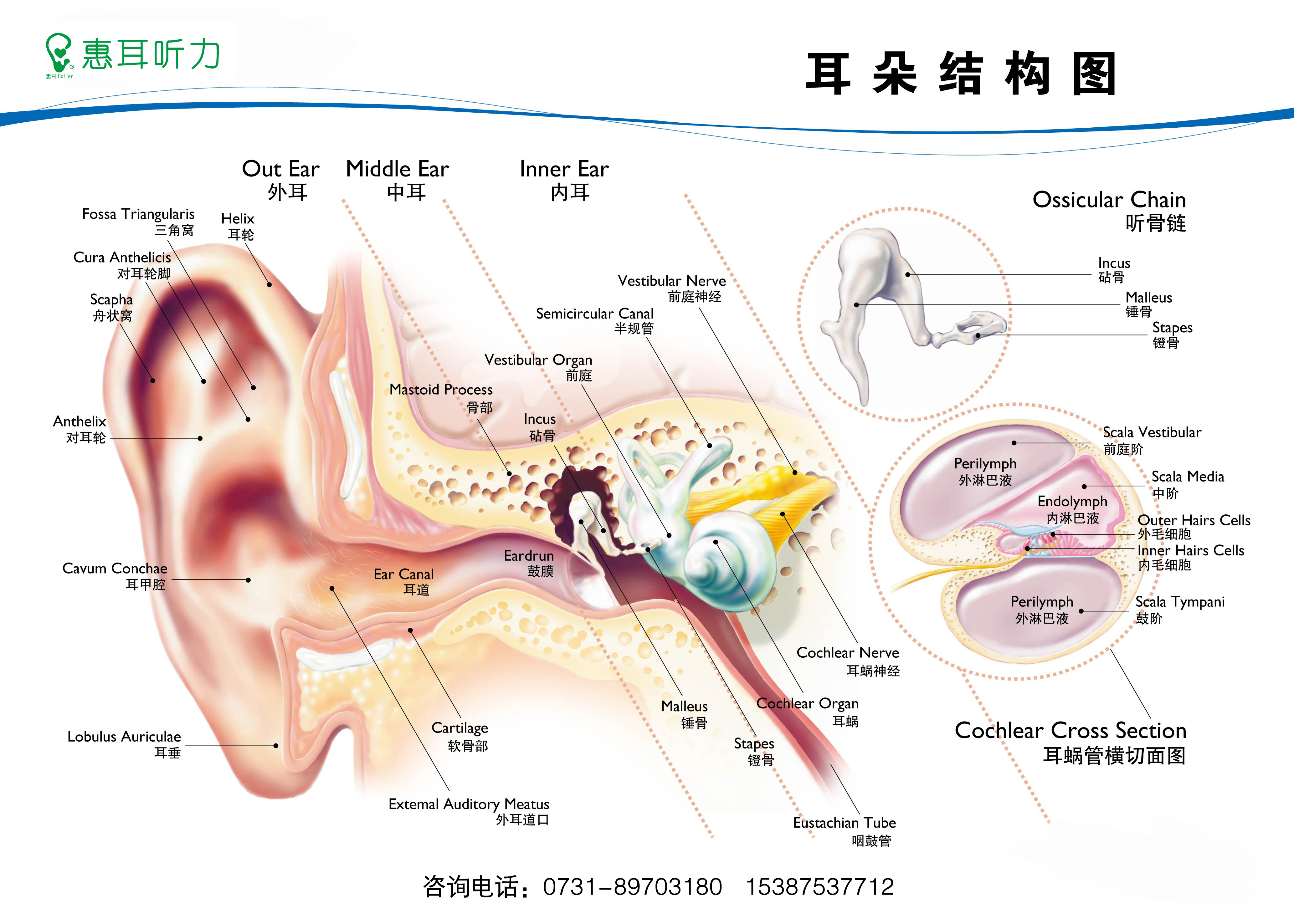 耳朵的分布结构图图片