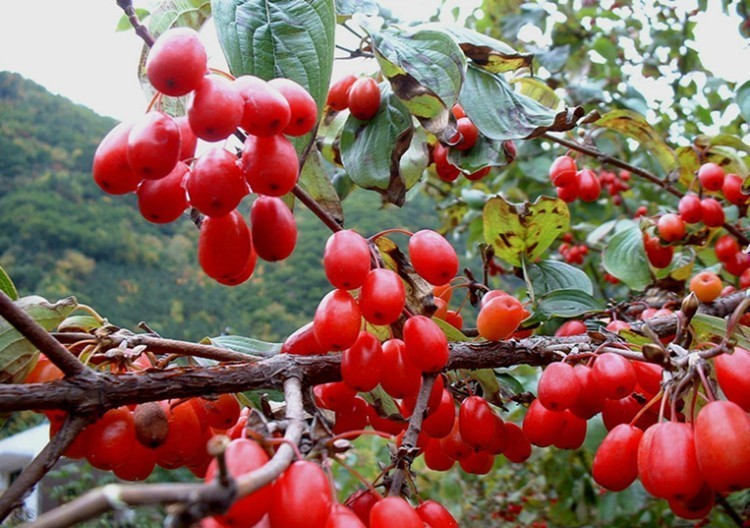 今日之花——重阳节的茱萸