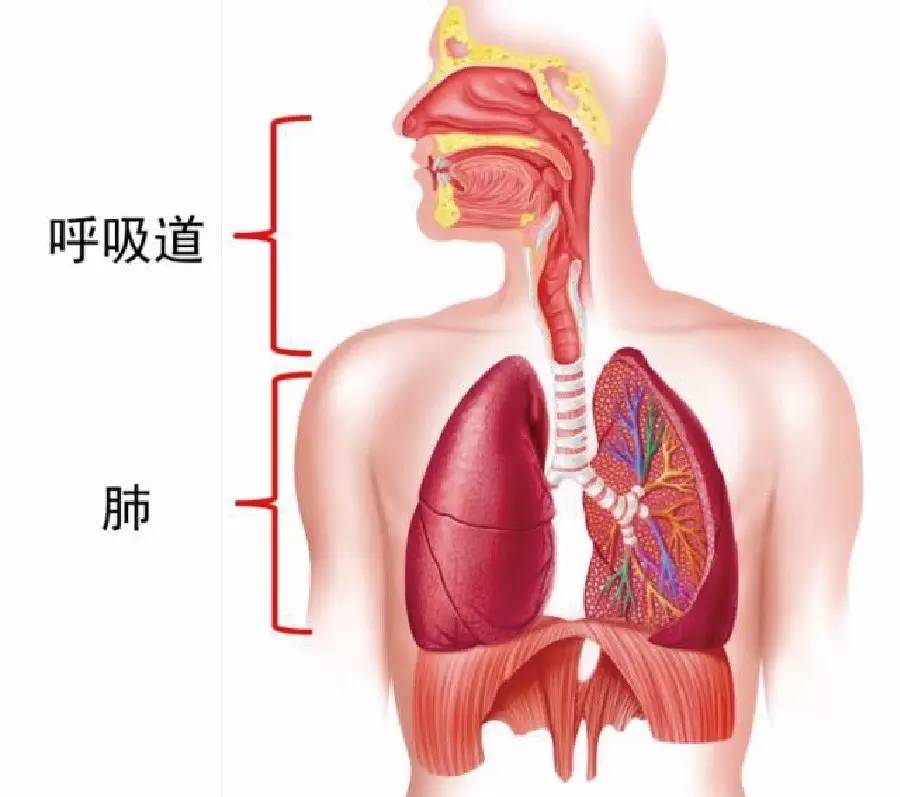 我们的呼吸系统是由呼吸道和肺所组成