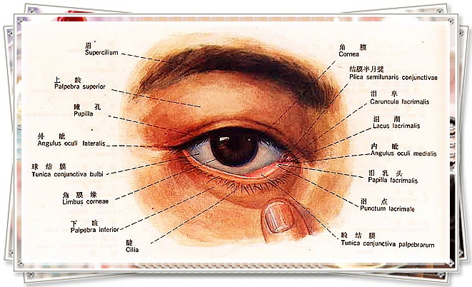 角膜是哪个位置图片图片