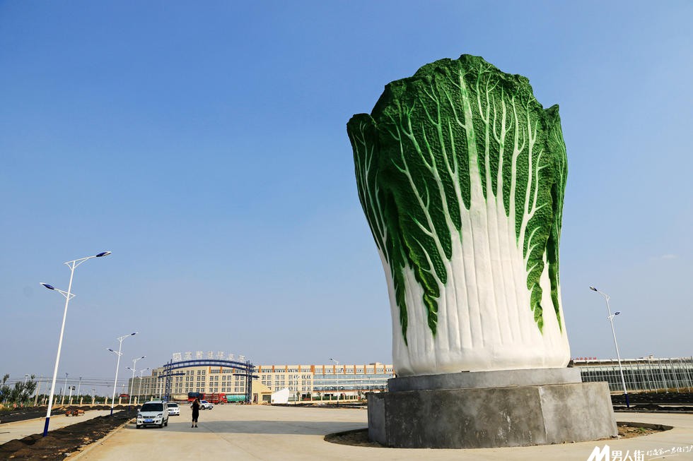 世界上最大的白菜图片