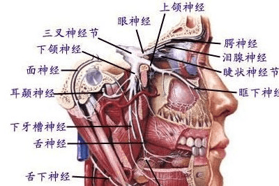 膝状神经节解剖图图片