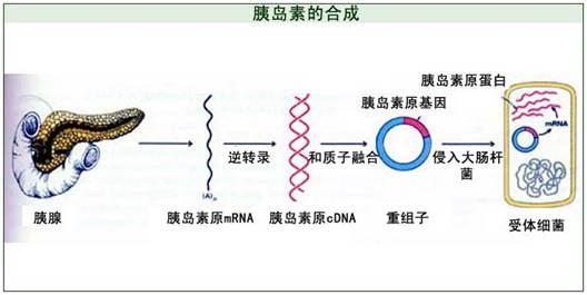 胰岛素过敏应对方案