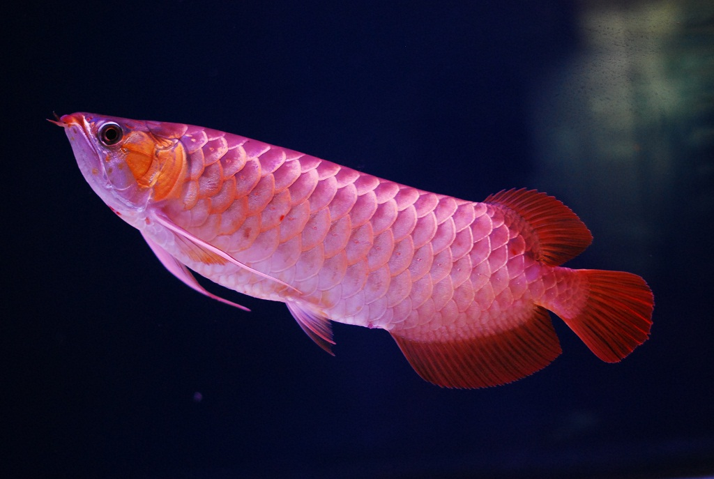 紅龍魚飼養之髮色條件及方法