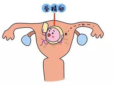 受精卵形成后,就开始向子宫移动,并最终种植在子宫内膜上并开始发育