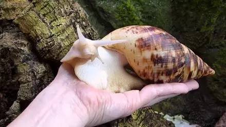 你知道如何饲养白玉蜗牛吗