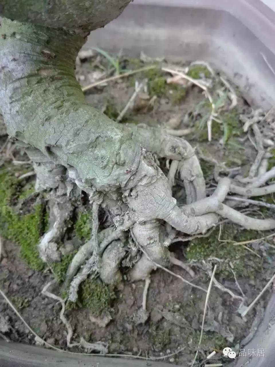 榆树根系图片