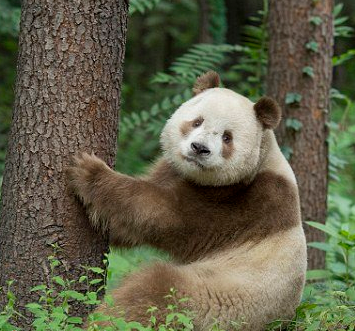 全球唯一棕色大熊猫体重竟达100多公斤