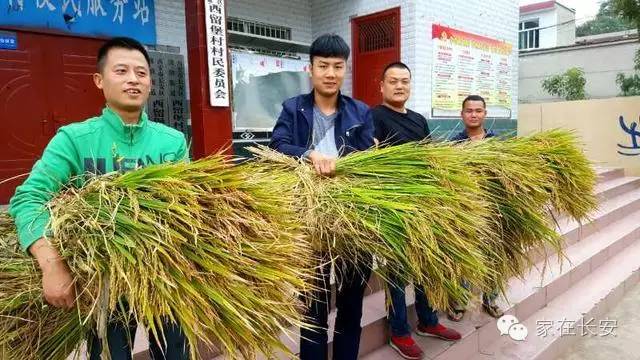 桂花球米,秦岭山下长安地区传统种植特有的一种大米