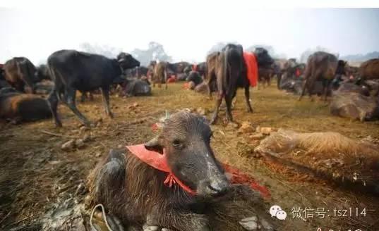 尼泊尔教徒用刀屠宰上万头水牛场面令人惨不忍睹