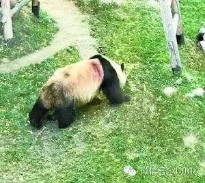日本大熊猫死亡图片