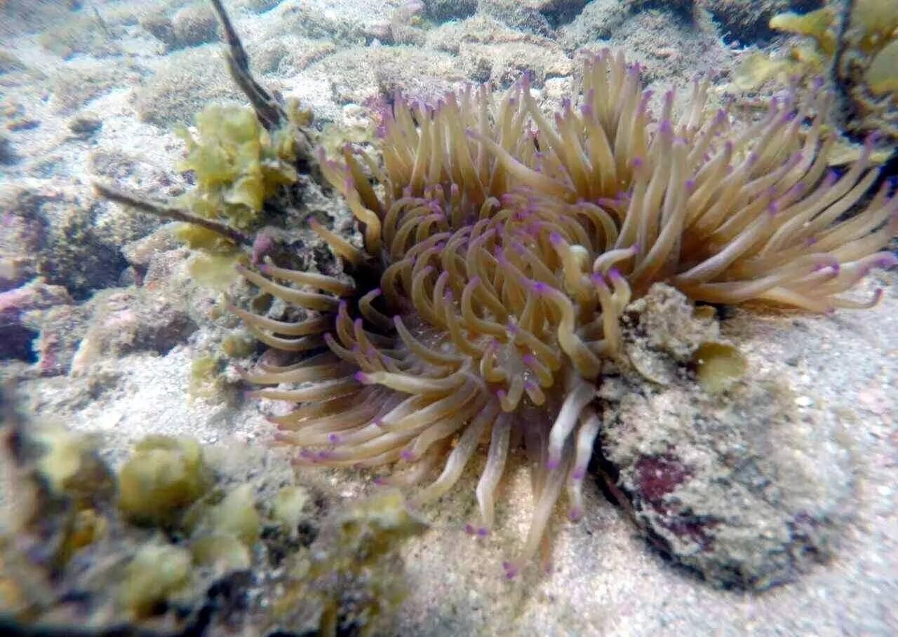 点可爱 但是麻麻说 太美的东西都有毒 所以海洋生物非常丰富 像海葵啊