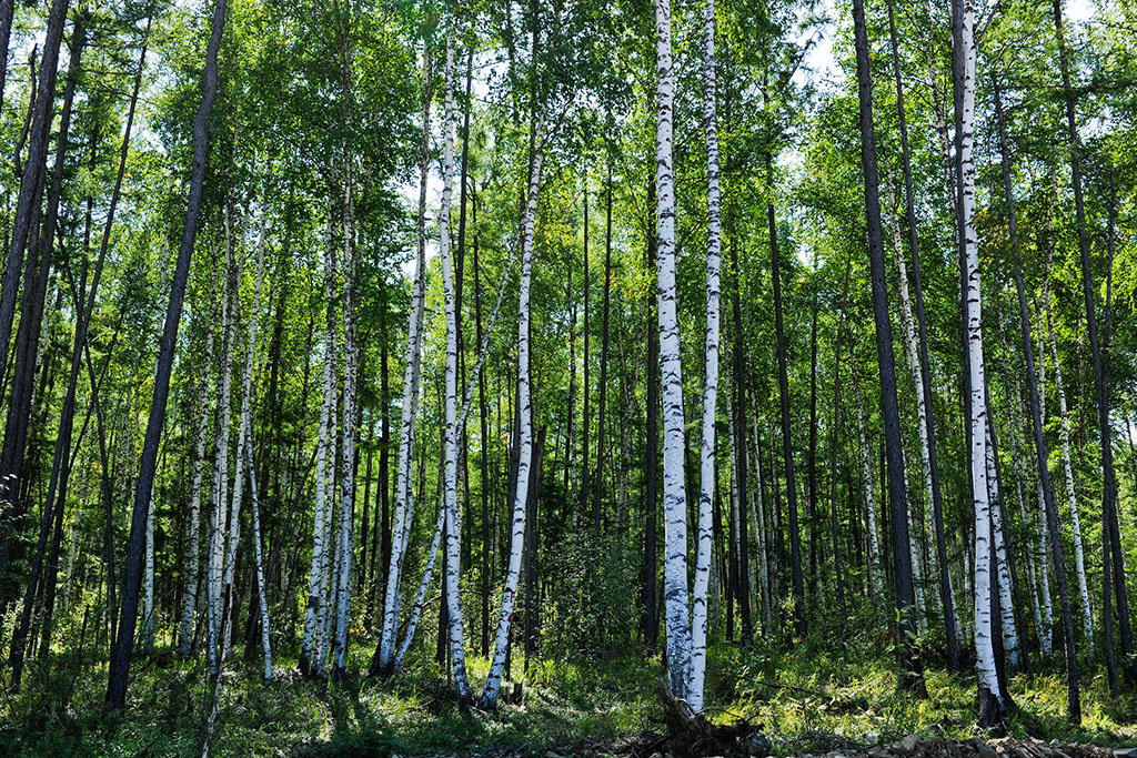 俄罗斯远东地区森林图片