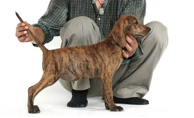 起源于18世纪,它是纯粹美国品种,没有英国猎犬的血统普罗特猎犬