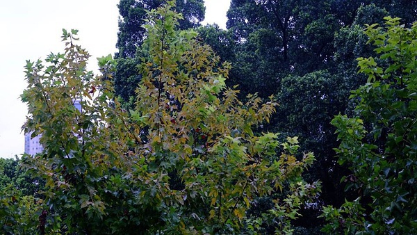 枫香树简介(枫香树 枫树)