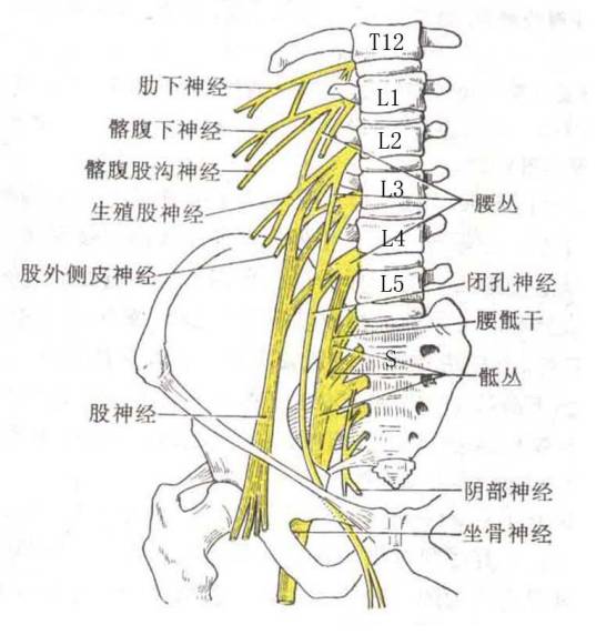 臀上皮神经定位图图片