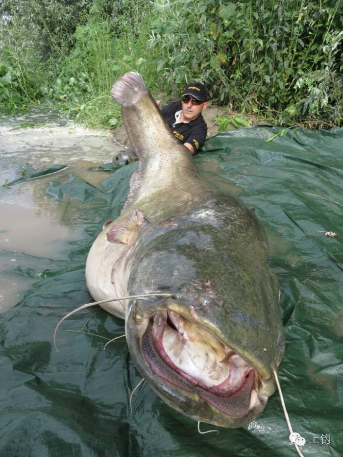 鲇鱼山水库最大的鱼图片