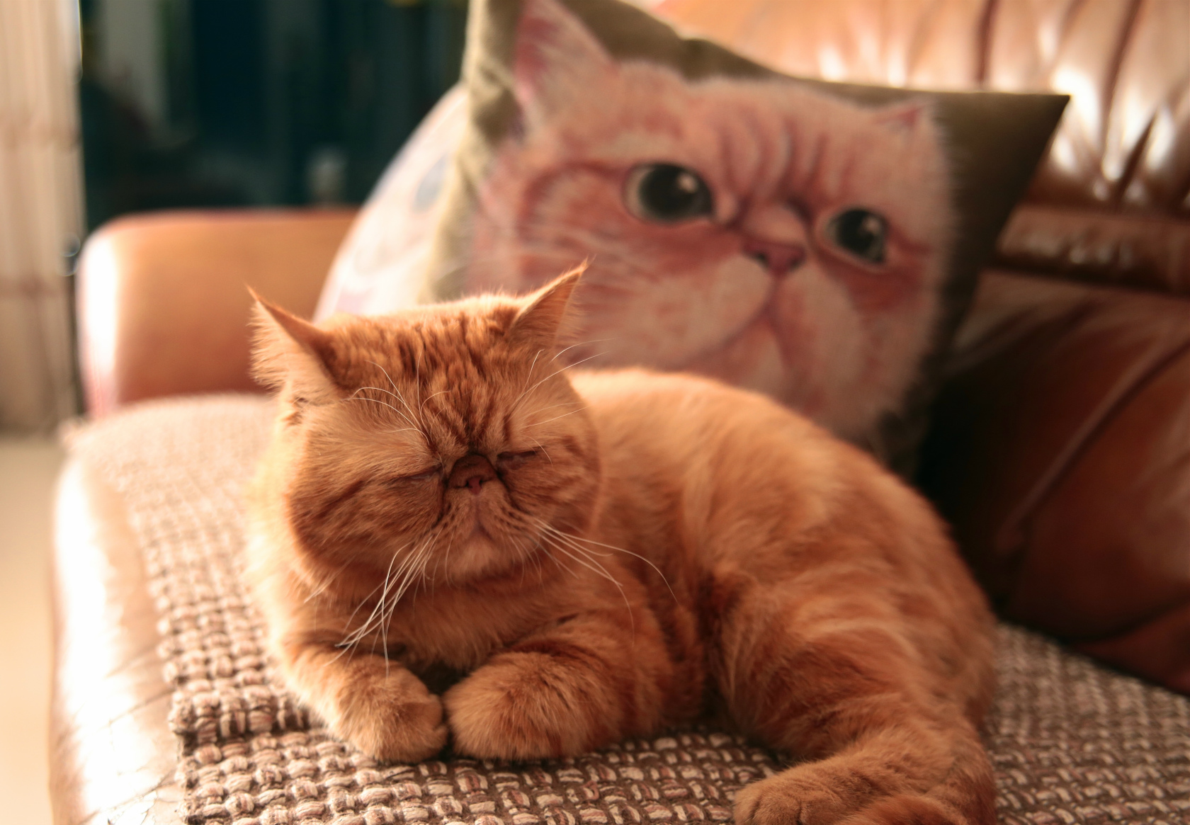 加菲猫真实可爱图片