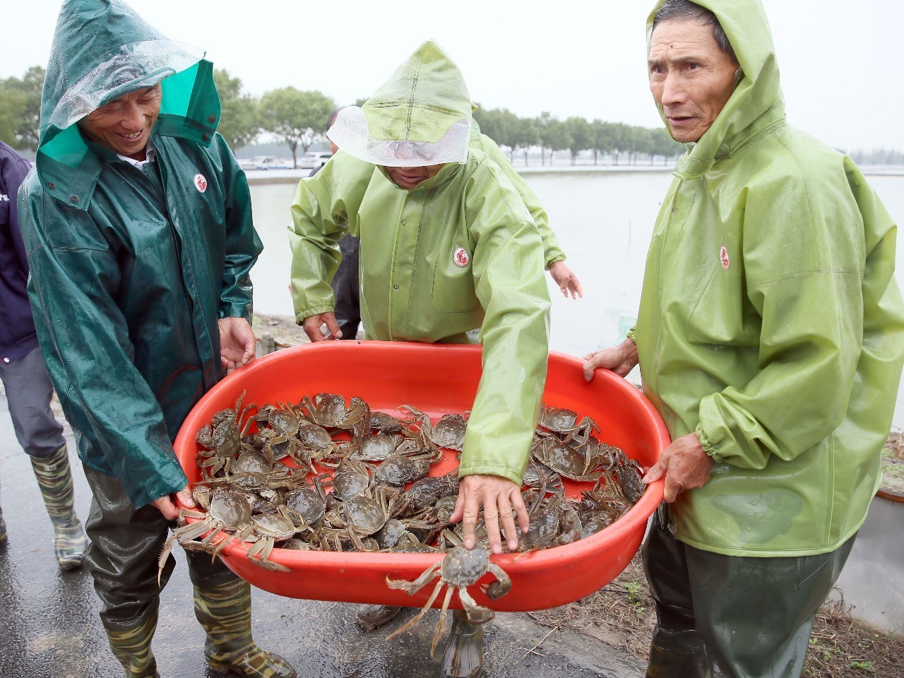 黄浦江大闸蟹今天开捕上市,大规格成蟹比例历年最高