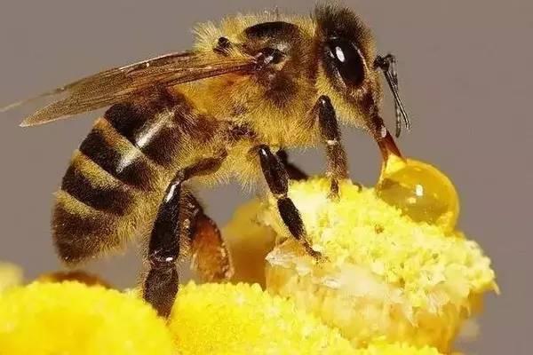 蜜蜂的口器比较发达,专用于吮吸花蜜,而且它们的足和其他四肢结构部分