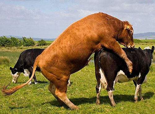9月1日早上,两家农户的公牛和母牛在田里交配,损坏了邻居曾某的水稻