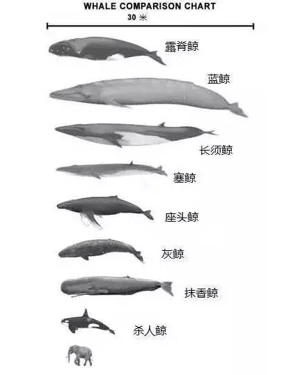 鲸鱼的特点图片