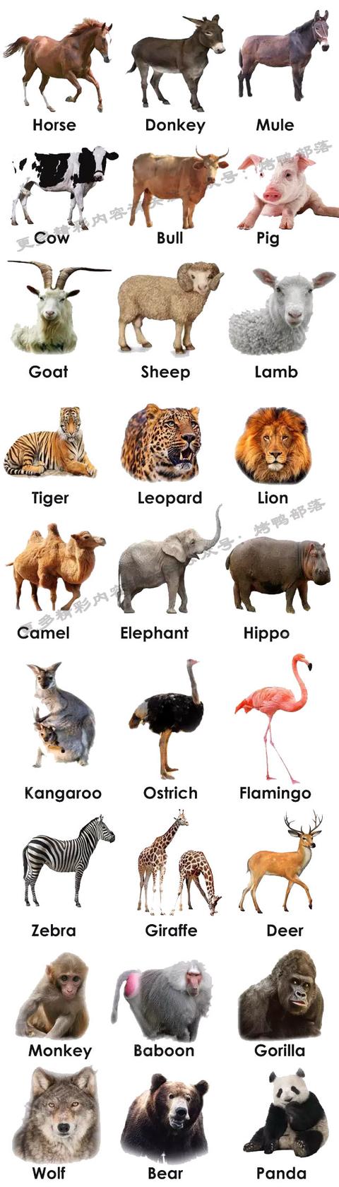 动物园动物名称大全图片