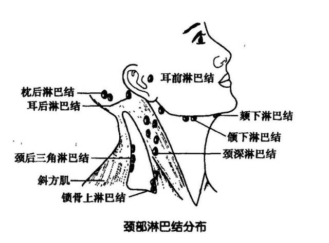 女性颈部淋巴结结构图图片