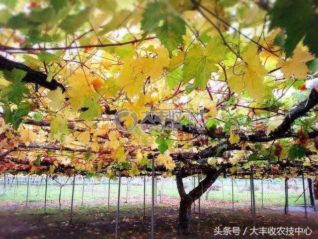 日本百年葡萄树图片