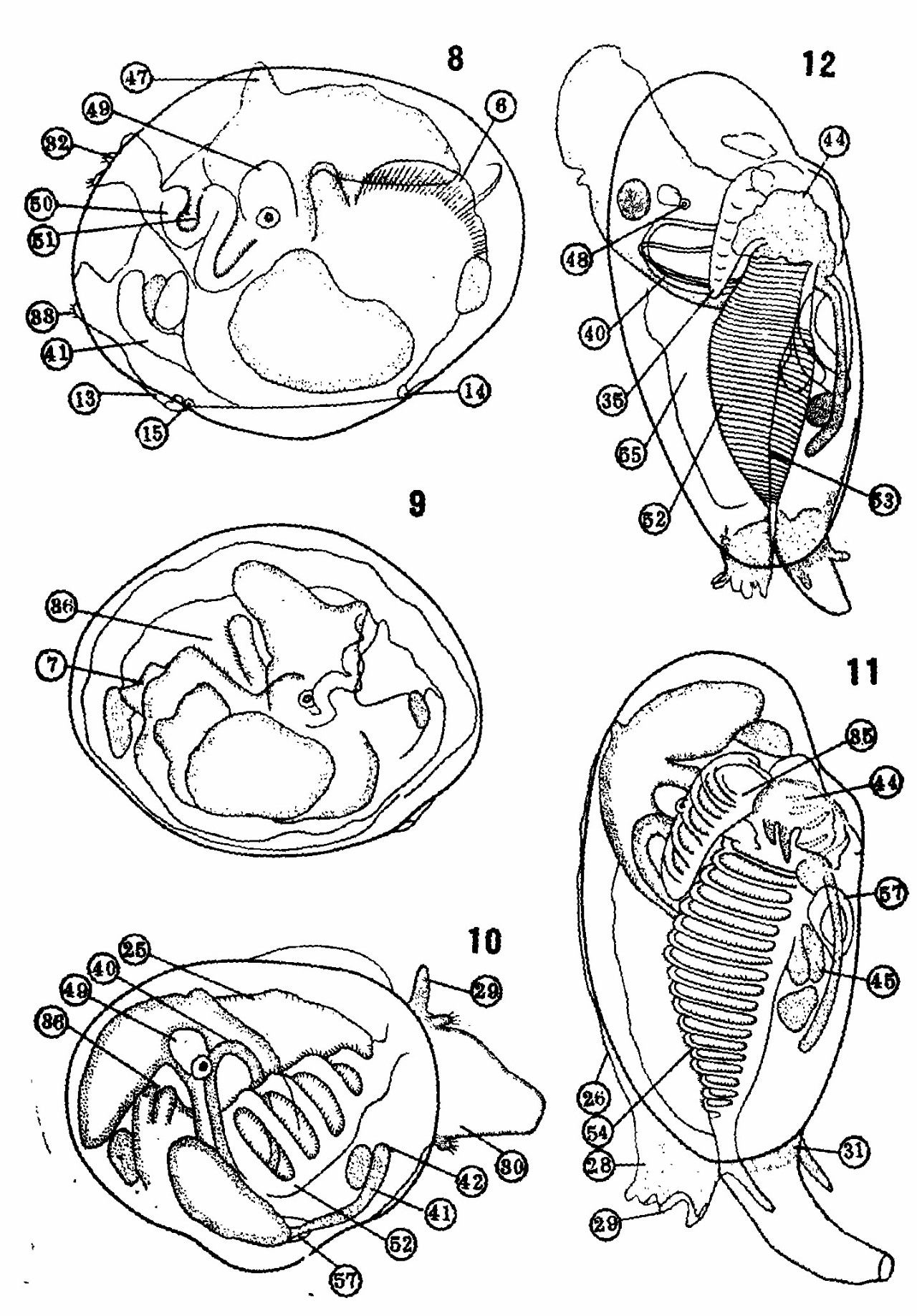 蛏子生物结构图图片