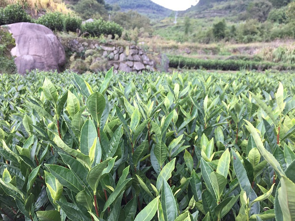 梯田打穀 大叔也在田裡種茶葉,明年春天又可以喝到新茶.