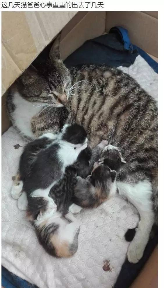 网友家里的母猫刚生了小宝宝,猫爸爸闻讯赶来看了看之后