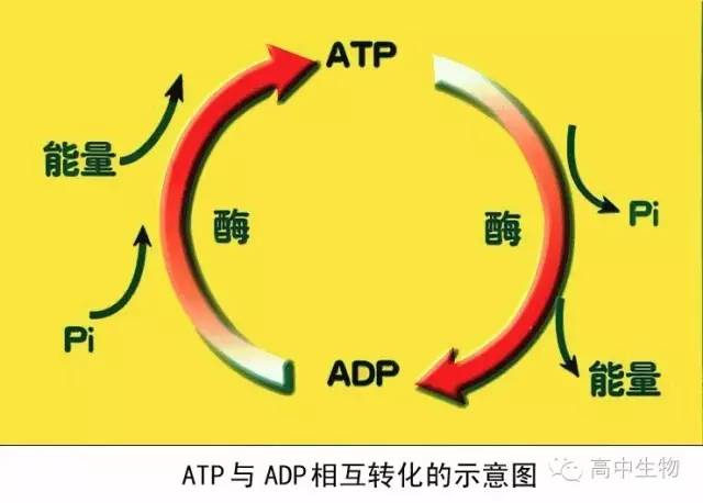 ATP的利用图片