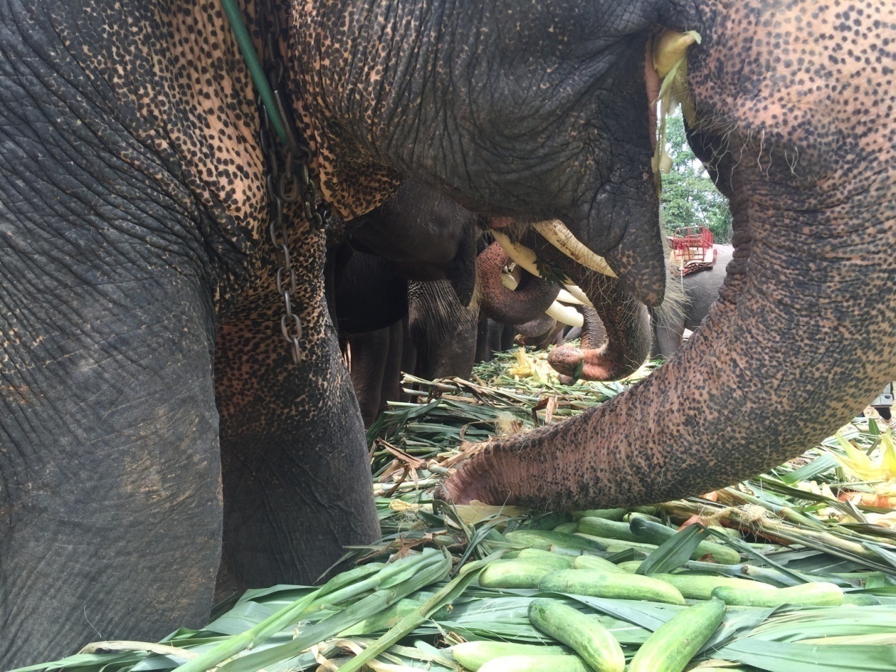 先抢香蕉象腿如丛林泰国大象节,大象群中既有出生不久的小象也有老象