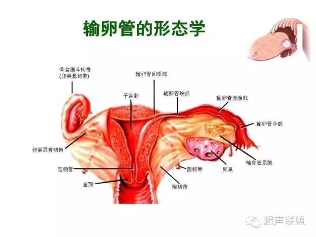 输卵管分段的解剖图图片