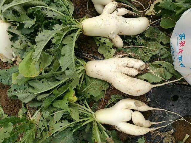 造型奇特,湖北农民挖出人形萝卜