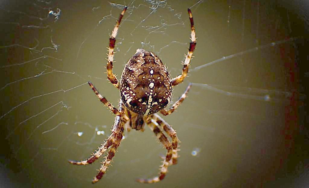 蜘蛛恐惧症 测试图片
