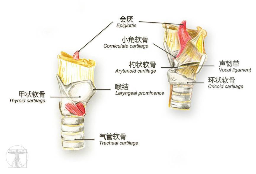 杓状软骨解剖图图片