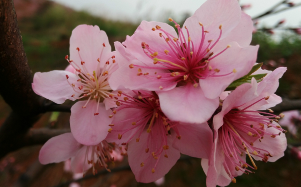 紫微流年排盘看桃花_免费八字桃花测算_紫微斗数桃花测算