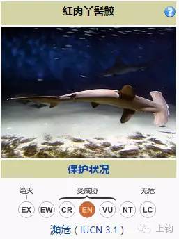 红肉丫髻鲛红肉丫髻鲛(sphyrna lewini),俗称双髻鲨,双过仔,一般分布