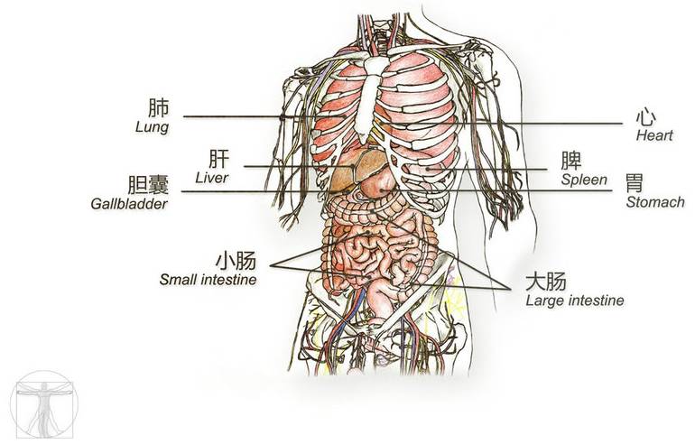 肚子结构图 器官图片