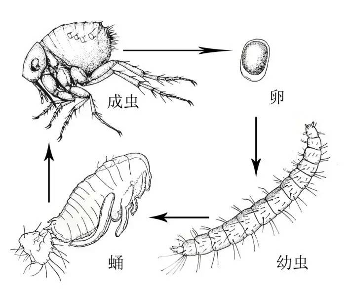 4穿皮潜蚤的生活史[1-3]穿皮潜蚤是唯一能寄生于人体并产卵的蚤类,其