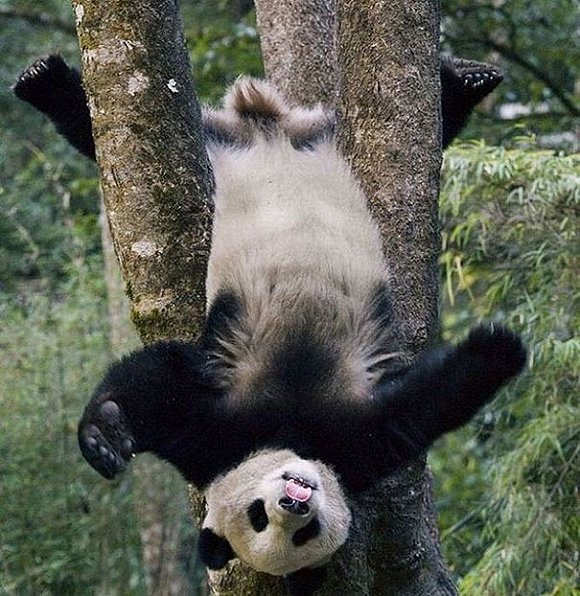 沙雕熊猫全身图片