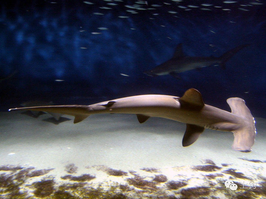 红肉丫髻鲛(sphyrna lewini),俗称双髻鲨,双过仔,一般分布在热带至