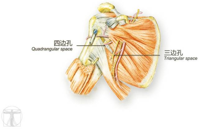 三边孔位于腋窝后壁的三角形间隙,上界为小圆肌和肩胛下肌,下界为