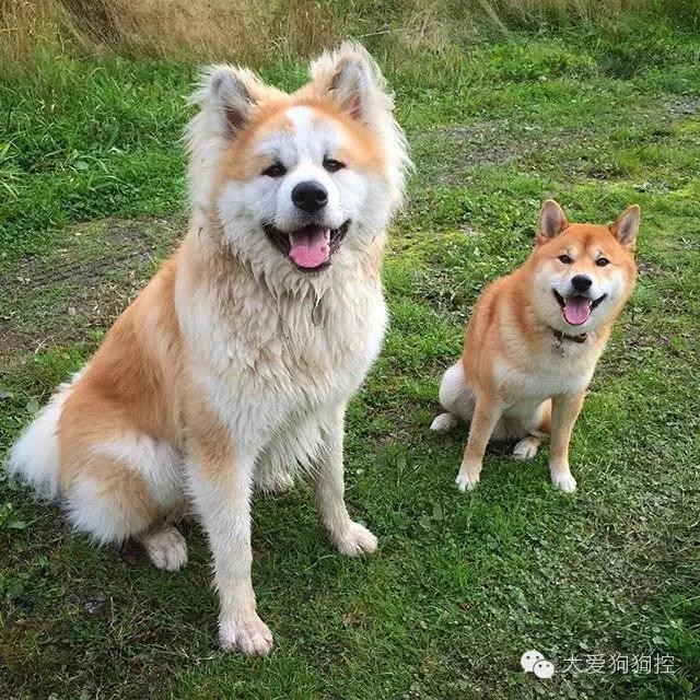 听说有的人还分不清秋田和柴犬?