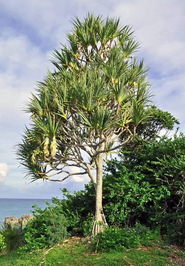 兴隆热带植物园植物星探红刺露兜