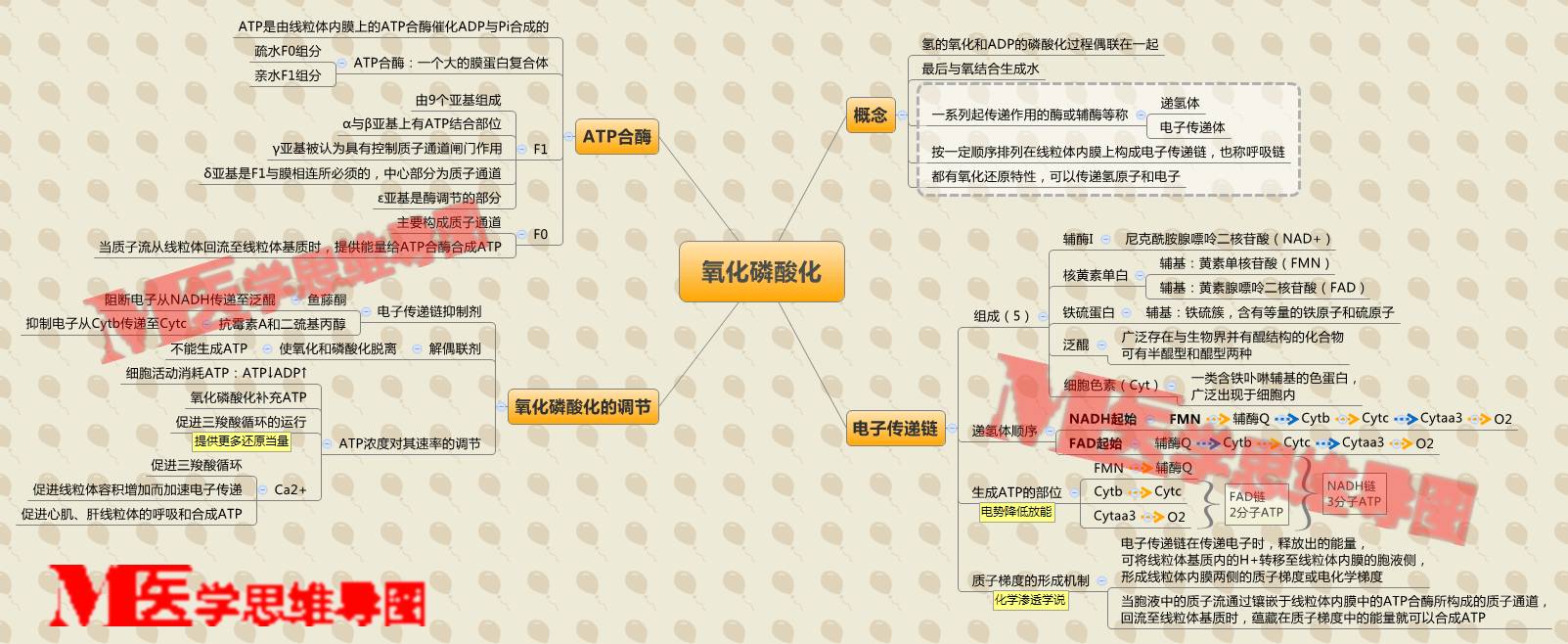 思维导图丨氧化磷酸化