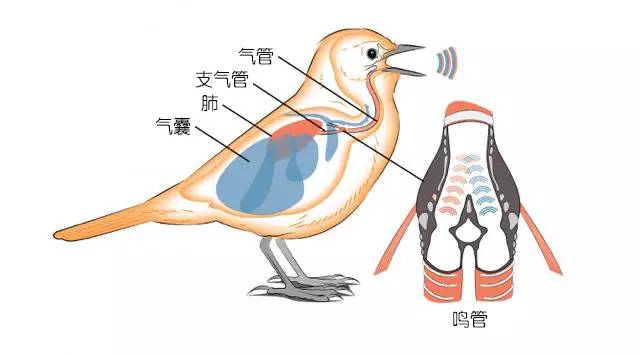 鸟的呼吸器官图片