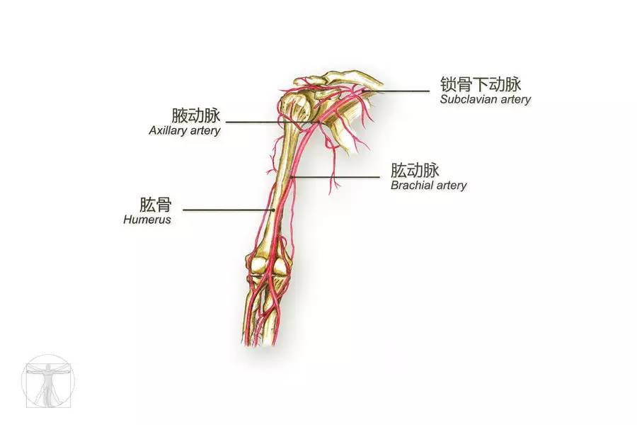 肱动脉的准确位置图片
